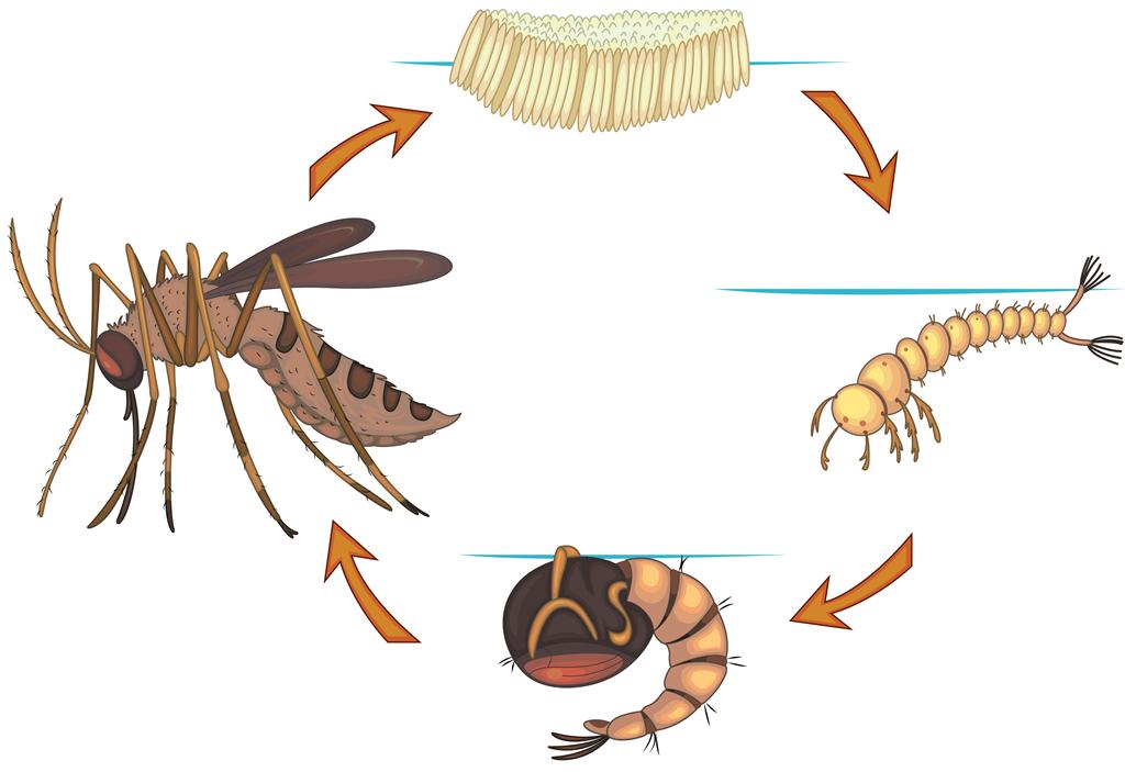 Mosquito life cycle